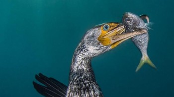 Juara kategori Behavior diraih Filippo Borghi dari Italia. Foto: Underwater Photography of The Year