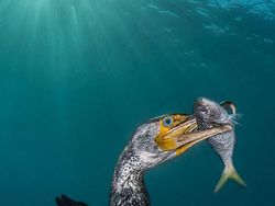 Karya Mengagumkan Jawara Kontes Foto Underwater 2018
