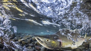 Juara ketiga kategori Up & Coming diraih Austin Ferguson dari AS. Foto: Underwater Photography of The Year