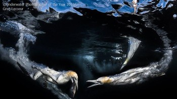 Juara ketiga kategori Behavior diraih Greg Lecoeur dari Prancis. Foto: Underwater Photography of The Year