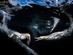Karya Mengagumkan Jawara Kontes Foto Underwater 2018