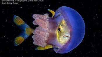 Runner up kategori Behavior diraih Scott Gutsy Tuason dari Filipina. Foto: Underwater Photography of The Year