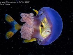 Karya Mengagumkan Jawara Kontes Foto Underwater 2018