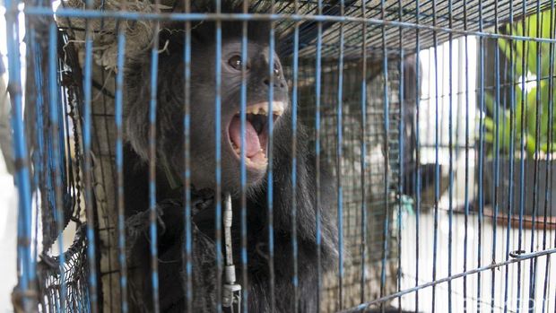 Lutung Jawa yang disita dari Pasar Wage, Cilacap.