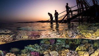 Juara ketiga kategori Wide Angle diraih Brook Peterson dari AS. Foto: Underwater Photography of The Year