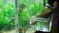 Foto: Kalau mau berinteraksi dengan ikan-ikan cichild di dalamnya mudah. Tinggal masukkan tangan lewat cawan berlubang (Kurnia/detikTravel)