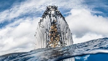 Pemenang di kategori Wide Angle diraih Greg Lecoeur dari Prancis. Foto: Underwater Photography of The Year