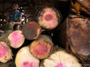 Prospek Bisnis Kayu di RI, Ekspornya Sudah Sampai Timur Tengah Lho
