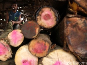 Selain Pohon Sengon, Ada Jati hingga Mahoni yang Bisa Buat Bisnis