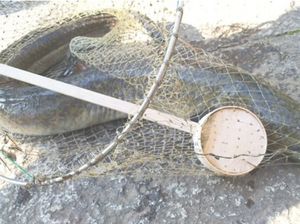 Belut 1,3 Meter Ditemukan di Kolam Suci Kuil Jepang