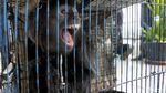 Kukang Jawa dan Lutung Disita dari Pasar di Cilacap