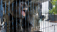 Selain itu binatang lainnya yakni Lutung Jawa (Trachypithecus Auratus) juga ikut disita.