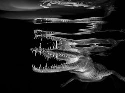 Karya Mengagumkan Jawara Kontes Foto Underwater 2018