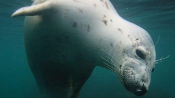 Juara kategori British Waters Compact diraih Vicky Paynter dari Inggris. Foto: Underwater Photography of The Year