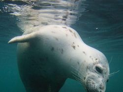 Karya Mengagumkan Jawara Kontes Foto Underwater 2018