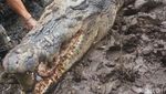 Penampakan Buaya 1 Ton Pemangsa Manusia yang Mati Dijerat Warga