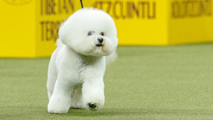 Lucunya Saat Anjing Anjing Ras Ikut Pameran Di New York Foto 7