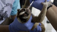 Kukang (Nycticebus sp) atau yang dikenal dengan si malu-malu merupakan primata yang dilindungi oleh Undang-undang No. 5 tahun 1990 dan Peraturan Pemerintah No. 7 tahun 1999.