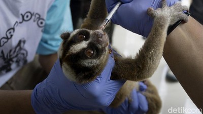 Kukang Jawa dan Lutung Disita dari Pasar di Cilacap