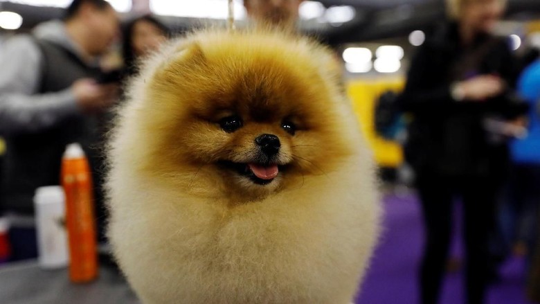 Perlombaan anjing di New York (REUTERS/Shannon Stapleton) Perlombaan anjing di New York (REUTERS/Shannon Stapleton)