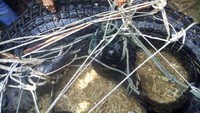 Buaya ini ditangkap warga beramai-ramai menggunakan jaring dan tali. 