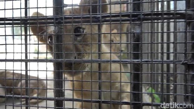 Tiga Anak Singa Afrika Tambah Koleksi Taman Satwa Cikembulan Garut