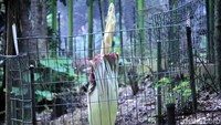 Bunga bangkai ini hasil eksplorasi dari Cagar Alam Pananjung (Bengkulu) tahun 2006. Pertama kali di tanam, umbinya ada empat. Pertama kali mekar Agustus tahun 2010 dan ini yang kedua kalinya, kata Staf Konservasi Tahur, Ganjar Mulyana kepada detikcom di lokasi tumbuhnya bunga bangkai itu.