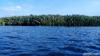 Sungai di lokasi ini lebarnya sekitar 100 meter dan langsung berhubungan dengan laut. Petugas cukup sulit melakukan pencarian buaya yang memangsa warga. 