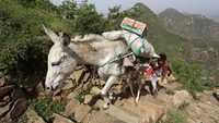 Seringkali, para penduduk mengangkut barang menggunakan keledai sampai puncak. Jangan bayangkan undakan anak tangganya,banyak dan berat. Kamu nggak akan kuat! (Abduljabbar Zeyad/Instagram)