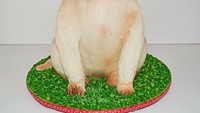 Duh, kue anjing jenis terrier ini punya badan yang gemuk cenderung bantat. Mukanya terlihat tegang, ya! Foto: Instagram