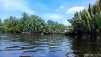 Inilah Sungai Sebangau Besar, tempat buaya besar tersebut menyerang warga bernama Aman saat mencari udang. 
