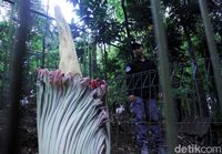 Hutan Raya Djuanda Bandung Punya Koleksi Bunga Bangkai Baru