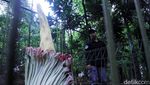 Bunga Bangkai Hiasi Tahura Bandung