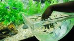 Foto: Akuarium Ajaib di Seaworld