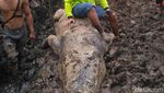 Penampakan Buaya 1 Ton Pemangsa Manusia yang Mati Dijerat Warga