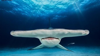 Runner Up kategori Up & Coming diraih Jacob Degee dari Polandia. Foto: Underwater Photography of The Year