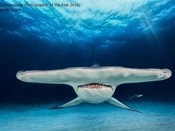 Karya Mengagumkan Jawara Kontes Foto Underwater 2018