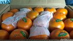 Jelang Imlek Jeruk Mandarin Menghilang, Kok Bisa Sih?
