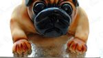Nyam! 10 Kue Ini Benar-benar Mirip Anjing Sungguhan, Mau Cicip?