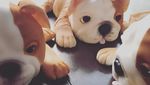 Nyam! 10 Kue Ini Benar-benar Mirip Anjing Sungguhan, Mau Cicip?