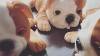 Fondant cake bentuk anak anjing jenis Bulldog ini lucu banget. Mirip banget sama anjing sungguhan, ya? Foto: Instagram