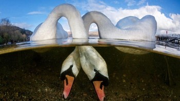 British Underwater Photography of The Year diraih Grant Thomas dari Inggris. Foto ini juga sekaligus jadi pemenang British Waters Wide Angle.  Foto: Underwater Photography of The Year