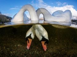 Karya Mengagumkan Jawara Kontes Foto Underwater 2018