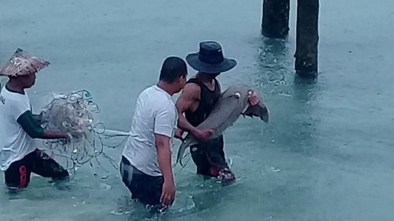 Nelayan di Tolitoli Selamatkan Dugong yang Sempat Terdampar Nelayan di Tolitoli Selamatkan Dugong yang Sempat Terdampar