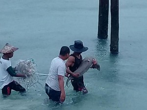Nelayan di Tolitoli Selamatkan Dugong yang Sempat Terdampar