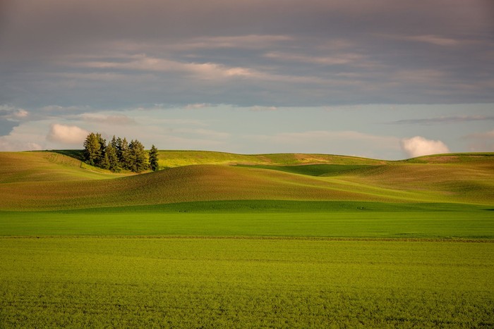 Padang Rumput Palouse
