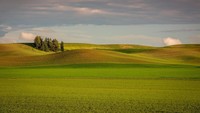 Pemerintah Negara Bagian Washington memang menjaga keindahan Palouse sebagai destinasi wisata untuk turis, sekaligua tempat perkebunan masyarakat setempat (Thinkstock)