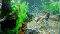 Foto: Siapa saja boleh berinteraksi dengan ikan dalam akuarium (Kurnia/detikTravel)