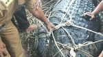 Foto: Seramnya Buaya Muara 600 Kg yang Ditangkap Warga Aceh Timur