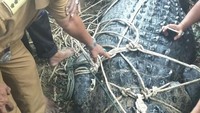Begitu mendapat informasi warga Aceh Timur menangkap buaya muara berukuran besar, Tim BKSDA Aceh langsung bergerak menuju lokasi untuk melakukan evakuasi.